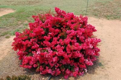 Cherry Dazzle® Dwarf Crape Myrtle, Lagerstroemia Hybrid 'Gamad I ...