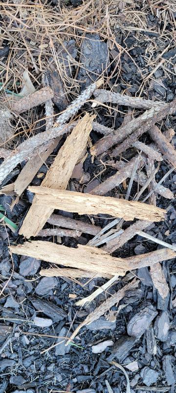 CleanStraw Long Leaf Bagged Pine Straw - Natural Pine Needles, 80 sq ...