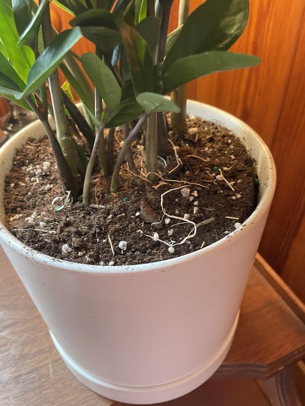 Amazon.com : ZZ Plant (6