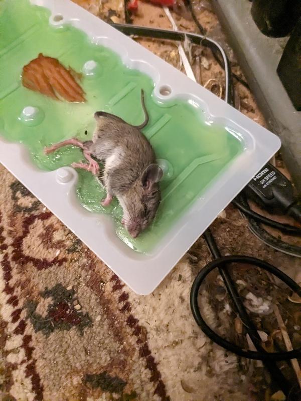 Tomcat Glue Traps Mouse Size Pesticide-Free - 4 ct pkg