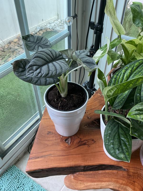熱帯植物　リンコピレsp.シンタン　[SF0925-01]　黒葉 Costa Farms Trending Tropicals Alocasia Silver Dragon House Plant