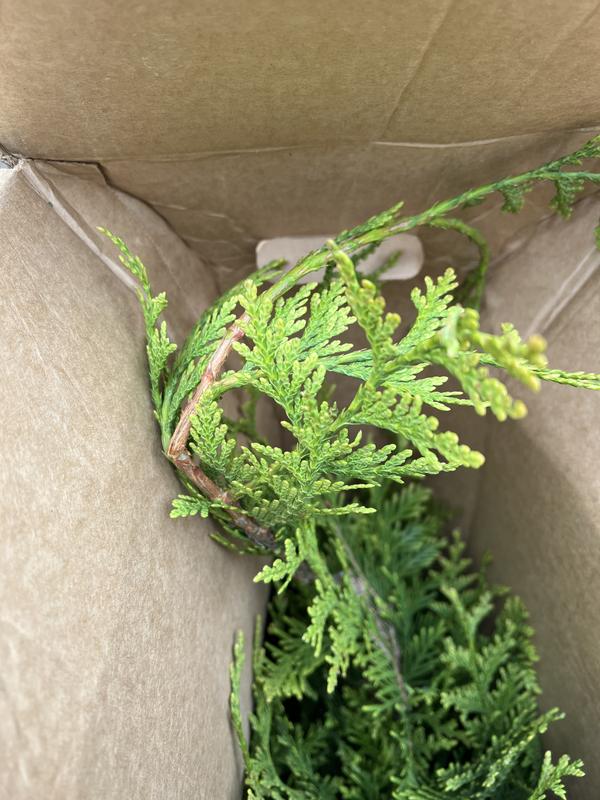 Southern Planters 7-Gallons Screening Green Giant Thuja In Pot