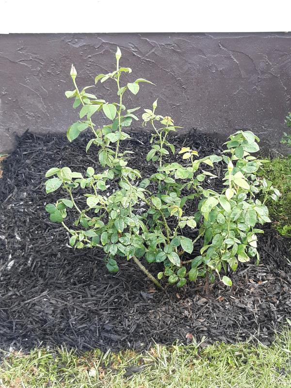 Lowe's 2.25-GAL ROSE PINK 62123FL at Lowes.com