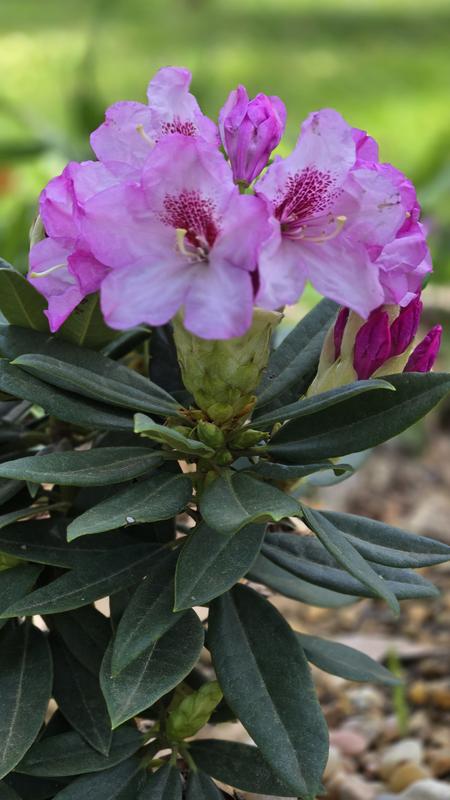 Lowe's 2.00 -Gallon Southgate#174 Radiance#8482 Rhododendron Flowering ...