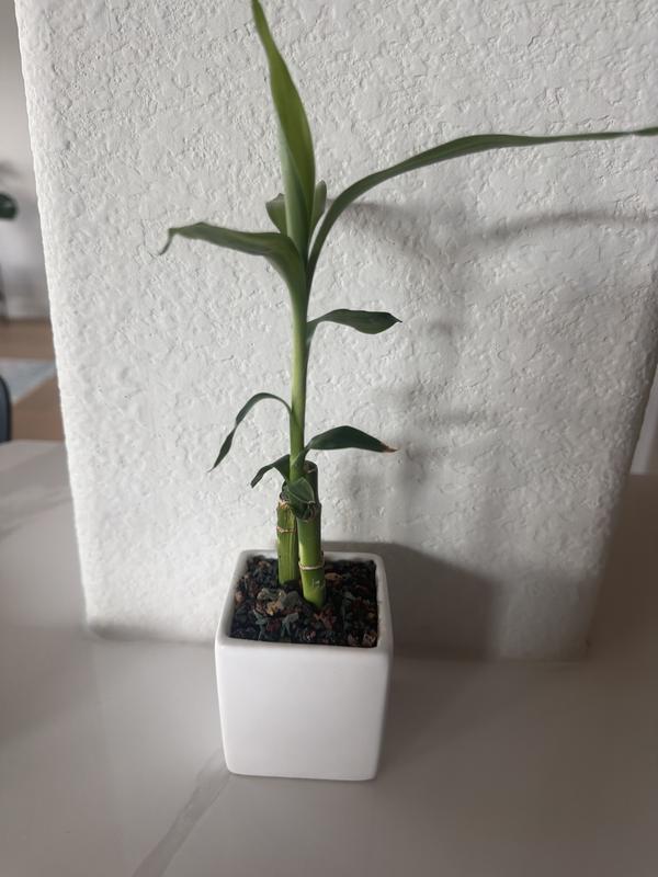 Costa Farms Specialty Lucky Bamboo House plant in 4 Ounce(s) Planter 1  -Pack in the House Plants department at Lowes.com