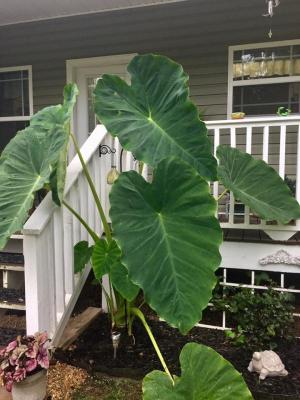 elephant ear plants Black Magic Elephant Ear ( Colocasia esculenta ' Black Magic ' ) for Sale