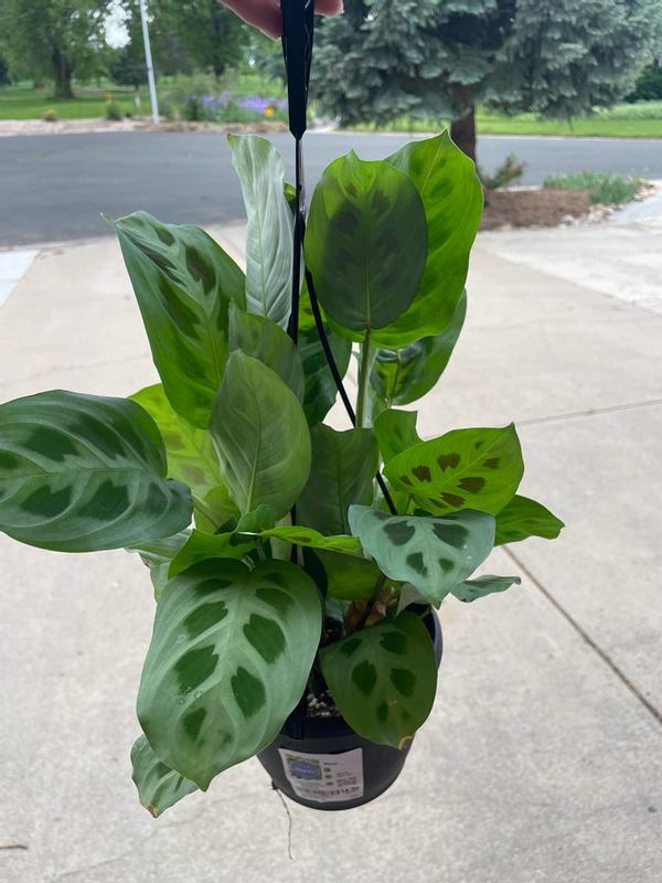 Lowe's White Prayer House plant in 1.4 Quart(s) Hanging basket 1.0 -Pack in  the House Plants department at Lowes.com