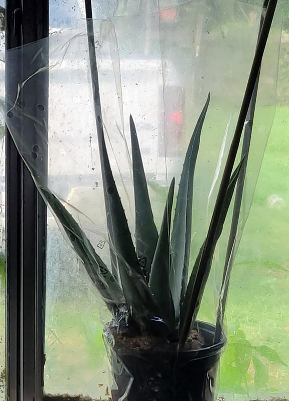 Lowe's Aloe Vera in 11-oz Pot NURSERY at Lowes.com