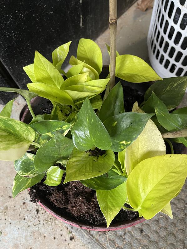 BELL NURSERY 3 Qt. Variegated Devil's Ivy (Golden Pothos) Plant in 8 in.  Hanging Basket 292 - The Home Depot