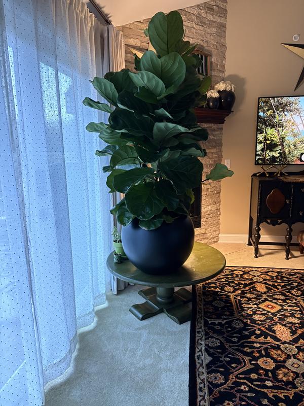 lucky money plant Lucky Money Tree main image 1