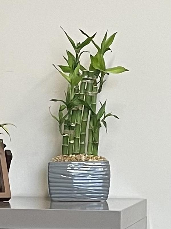 vanilla plant indoor Vanilla Bean Orchid Plant in 8