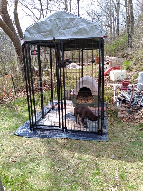 4x4x6 dog outlet kennel