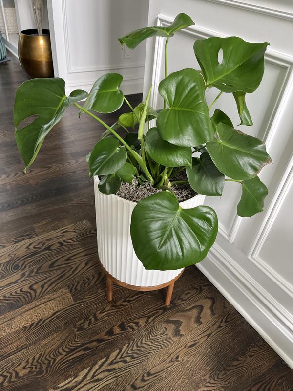 black snake plants Sansevieria trifasciata Black Gold Leaf (snake plant) main image 0
