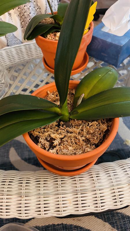 Shop Orchid Starter Kit at Lowes.com
