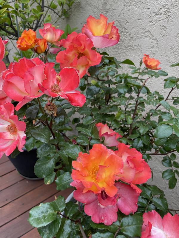 Lowe's Multicolor Rose Flowering Shrub in 2.25-Gallon Pot 5328522 at ...