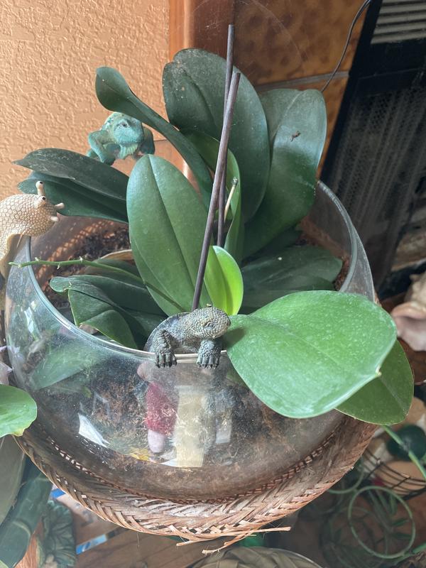 Better-Gro Sphagnum Orchid Moss — Apenberry's Gardens