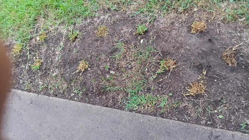 Bethel Farms 36-sq ft Natural St. Augustine Sod Plug 16-Pack SPSAP16 at  Lowes.com