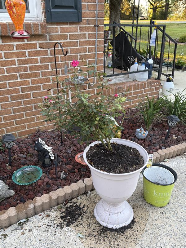 Lowe's 2 -Gallon Red Double Knock Out Rose 1 -Pack in the Perennials ...