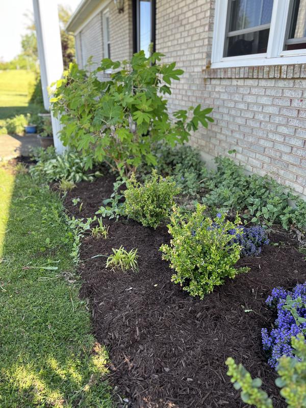 Premium 2-cu ft Dark Brown Mulch in the Bagged Mulch department at
