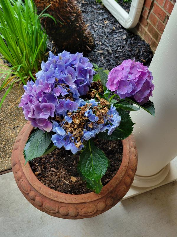Multicolor Hydrangea in 1.9-Gallon Planter at Lowes.com
