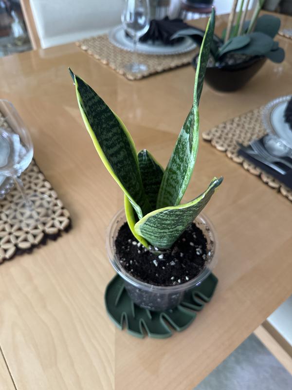 Costa Farms Grower's Choice Sansevieria Snake Plant House Plant in