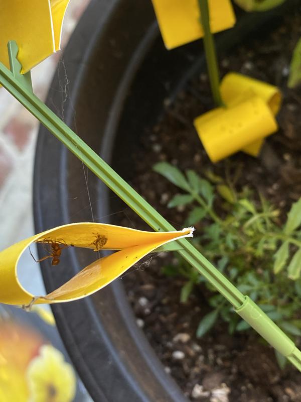 OwnGrown Yellow Sticky Traps for Gnats: 60x - Gnat Traps for House Indoor  Plants, Yellow Flowers - Kroger