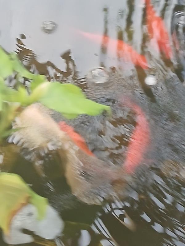Tetra 1 lb Goldfish and Koi 11.25-in x 9.5-in x 4.75-in Green Fish food ...