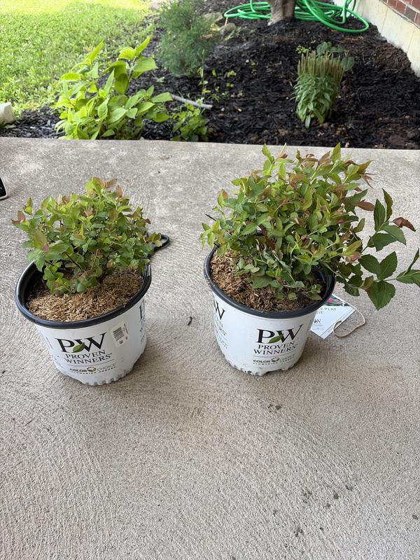 Proven Winners Red Double Play Doozie Spirea (Spiraea) Flowering