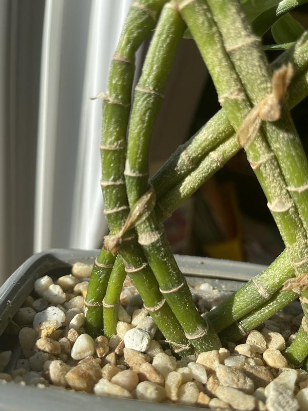 Costa Farms Lucky Bamboo House plant in 4 Inch(es) Pot 1.0 -Pack in the  House Plants department at Lowes.com