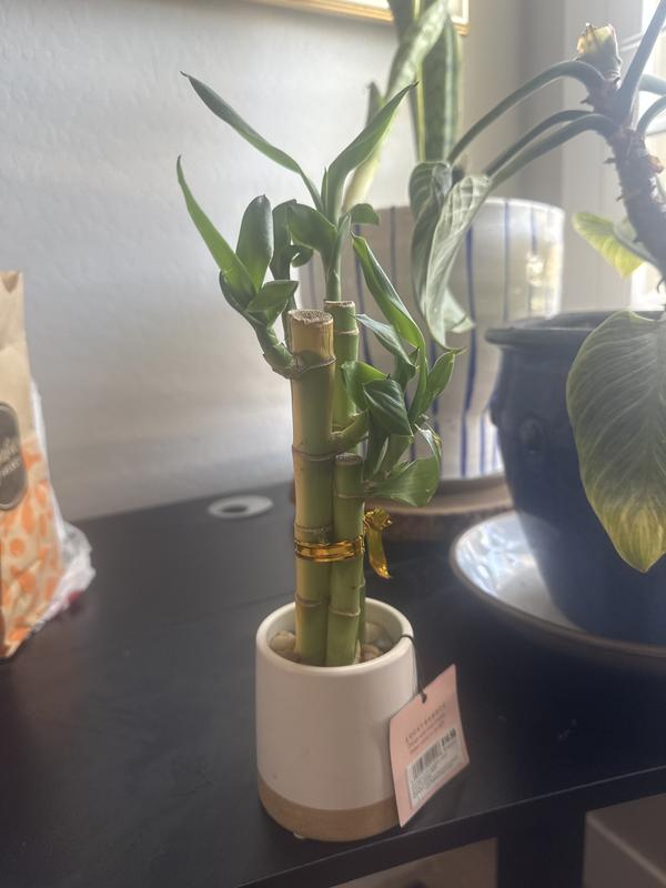 Lowe's Specialty Lucky Bamboo House plant in 4 Ounce(s) Planter 1 -Pack in  the House Plants department at Lowes.com