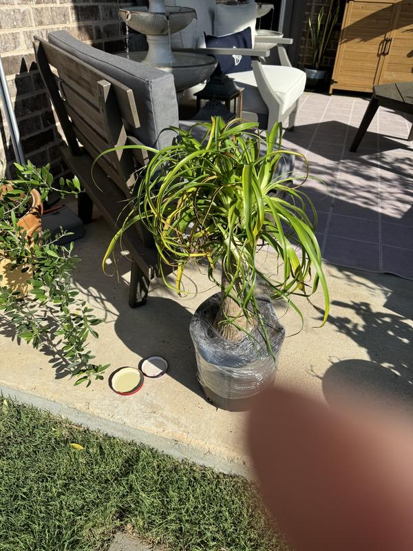 Costa Farms Bundle Of Ponytail Palm, Zz Plant and Snake