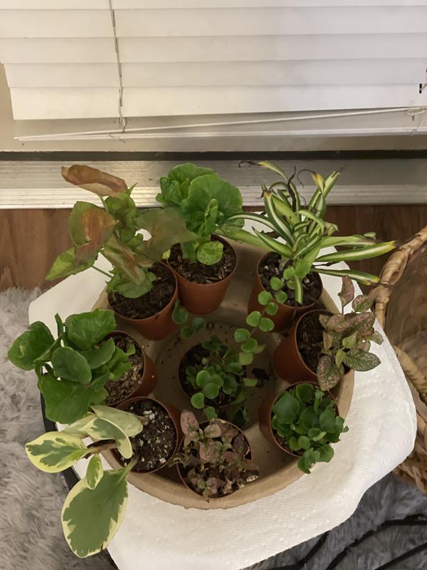 Costa Farms Tiny Plants Grower's Choice Foliage House Plant in 2-in Pot  6-Pack T-FOL-G-POT-06-LW at Lowes.com