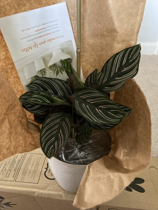 Calathea Pinstripe  Indoor House Plants Delivered to Y