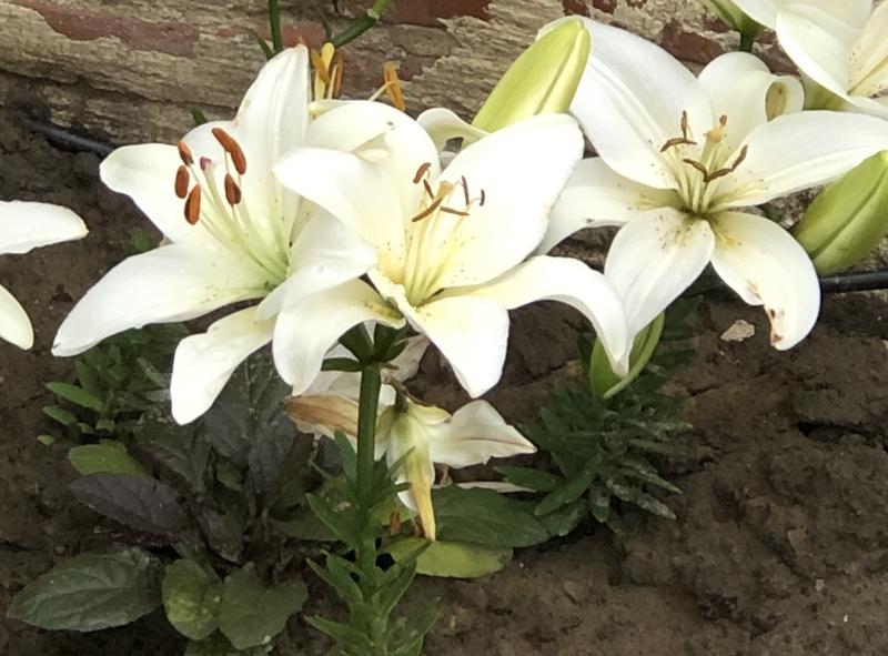 Garden State Bulb Purple Lily Landini Bulbs 4-Pack in the