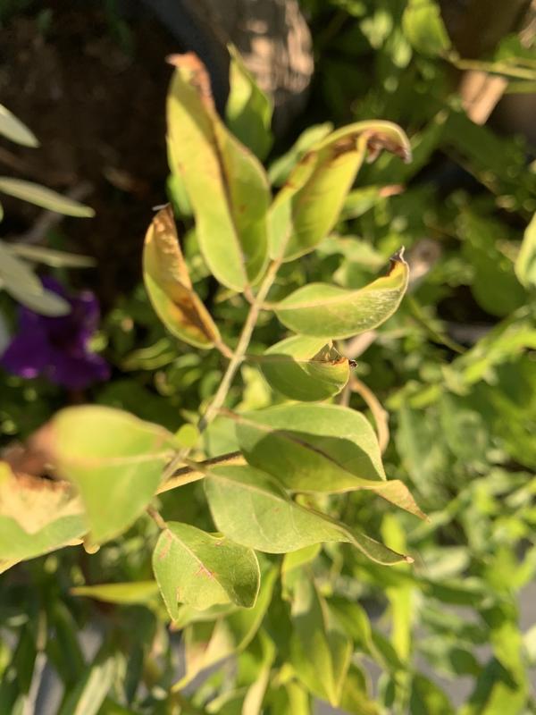 Gurney's Seed and Nursery Purple Flowering Blue Moon Wisteria Vine Accent  Shrub in 2.5-Quart Pot in the Shrubs department at