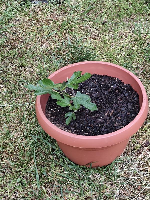Southern Living Plant Collection Fig Plant Pot Blooms in Non-blooming ...