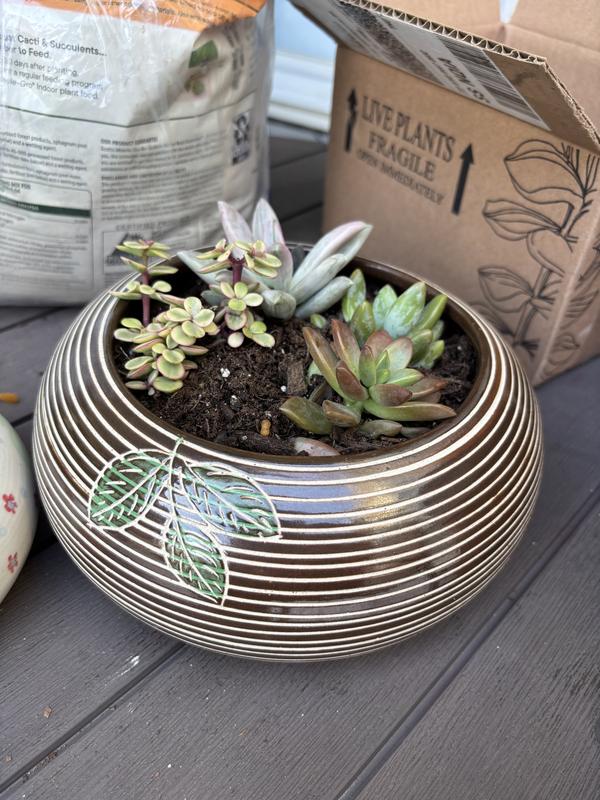 plant growing light bulbs Grow Bulb