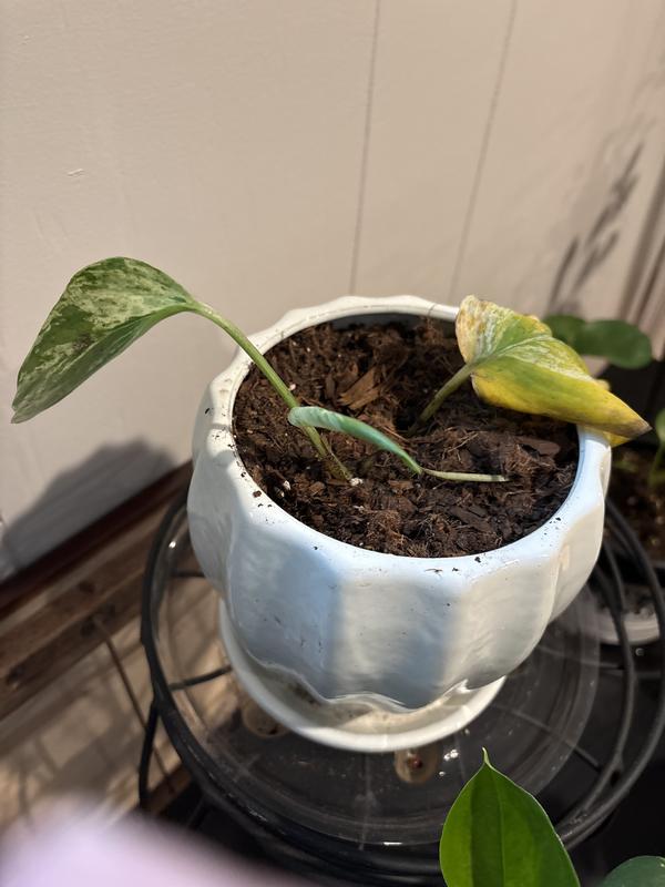 LiveTrends Petite Zanzibar House Plant in 12-oz Hanging LiveTrends Petite Zanzibar House Plant in 12-oz Hanging