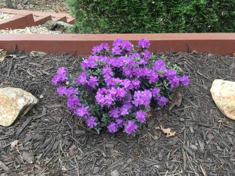 み*び様 ホマロメ 紫葉紫脚 from Benkayang [HW0725-5b Monrovia Purple Ramapo Rhododendron Flowering Shrub in 2.6-Quart