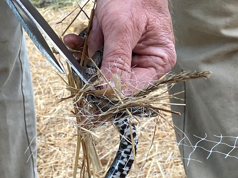 EZ Straw 50 ft x 4 ft Straw Natural Seed Blanket in the Seed