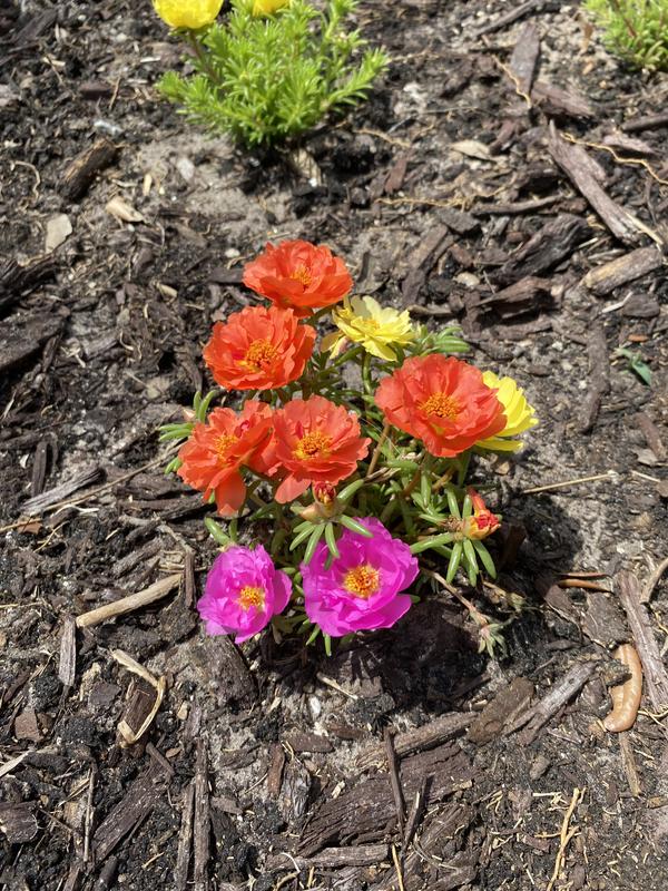 Reviews for Lowe's 93432 Annuals