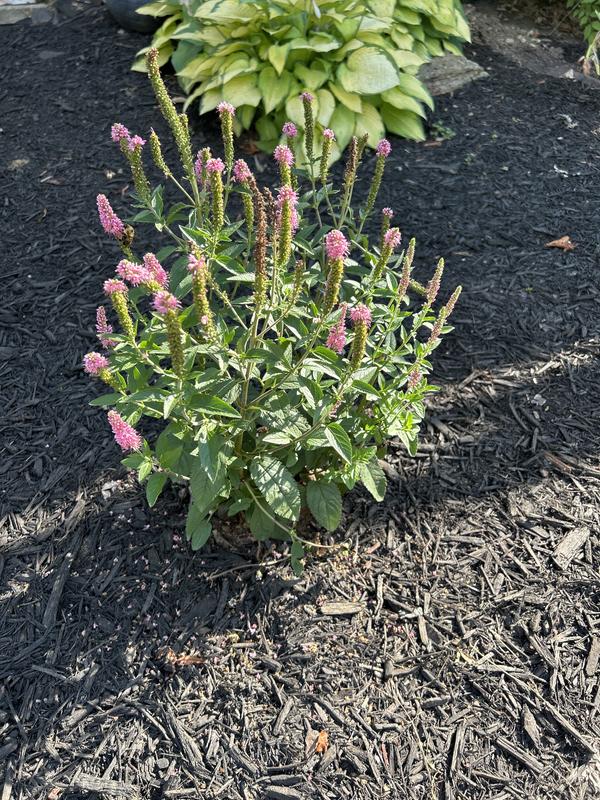 Lowe's Multicolor Veronica in 2.5-Quart Pot in the Perennials