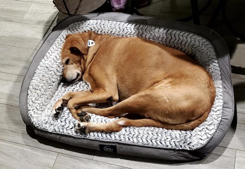 Portsea shop dog bed