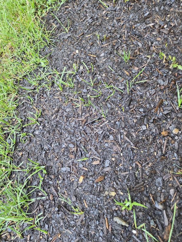 BG1CFTSFG Lawn Repair and Filling Holes Organic Top Soil BG1CFTSFG