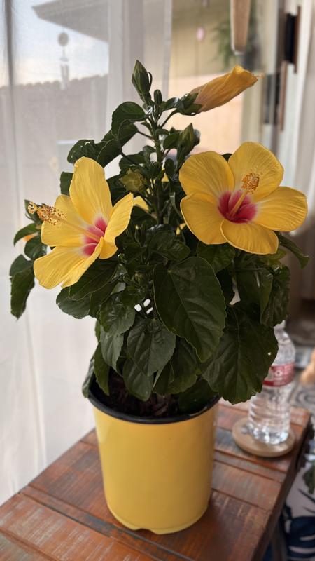 Lowe's Multicolor Hibiscus Pineapple Sunscape in 1-Gallon Pot