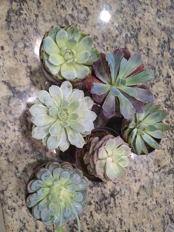 Altman Plants 3-Pack Echeveria Succulent in 11-oz Pot 0881005 at
