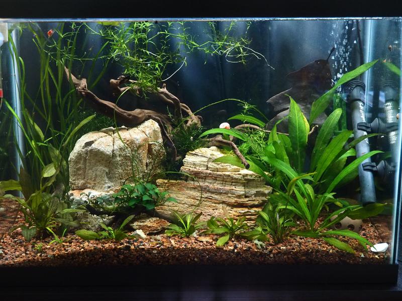 LIFEGARD Decorative rocks and stones 44-lb Gray Garden Rock (Greater ...