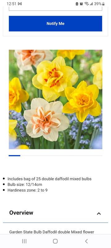 Lowe's Multicolor Daffodil Bulbs (L17330) Pot 2.5-Quart in the Plant Bulbs  department at