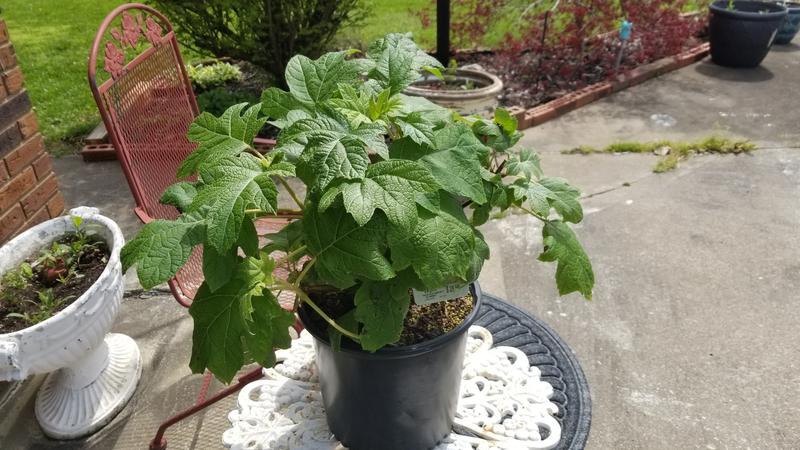 Lowe's Hydrangea Flowering Shrub in 2.25 -Gallon Pot with