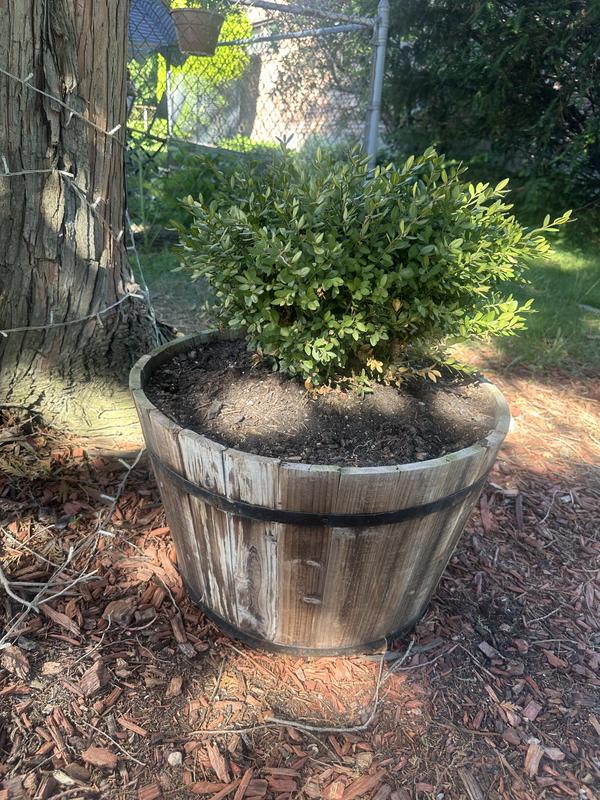 Shop Style Selections Black Wood Whiskey Barrel Planter, Miracle